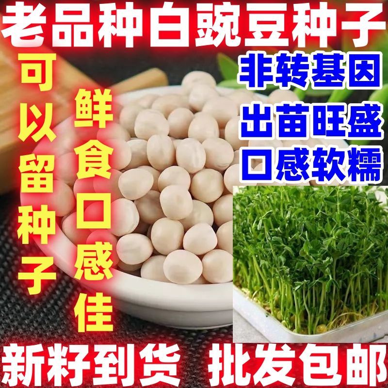 老品种白豌豆种子粮食种豌豆高产晚熟有须品种大田菜园简单易种