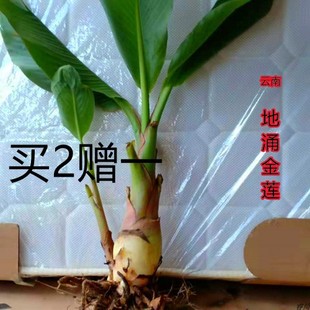 地涌金莲包成活盆栽大型中型小型庭院 云南巨型花卉