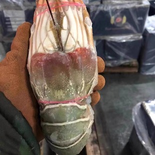 500g 大龙虾花龙波龙澳龙玫瑰虾新鲜冷冻品50 抢 小青龙虾20只