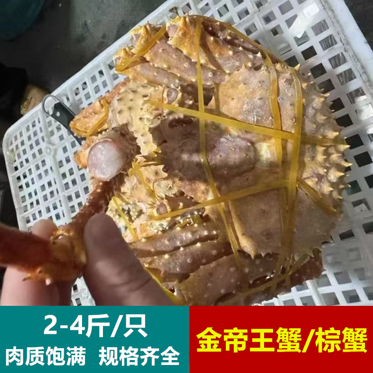 2-4斤精选金帝王蟹生冻棕帝王蟹