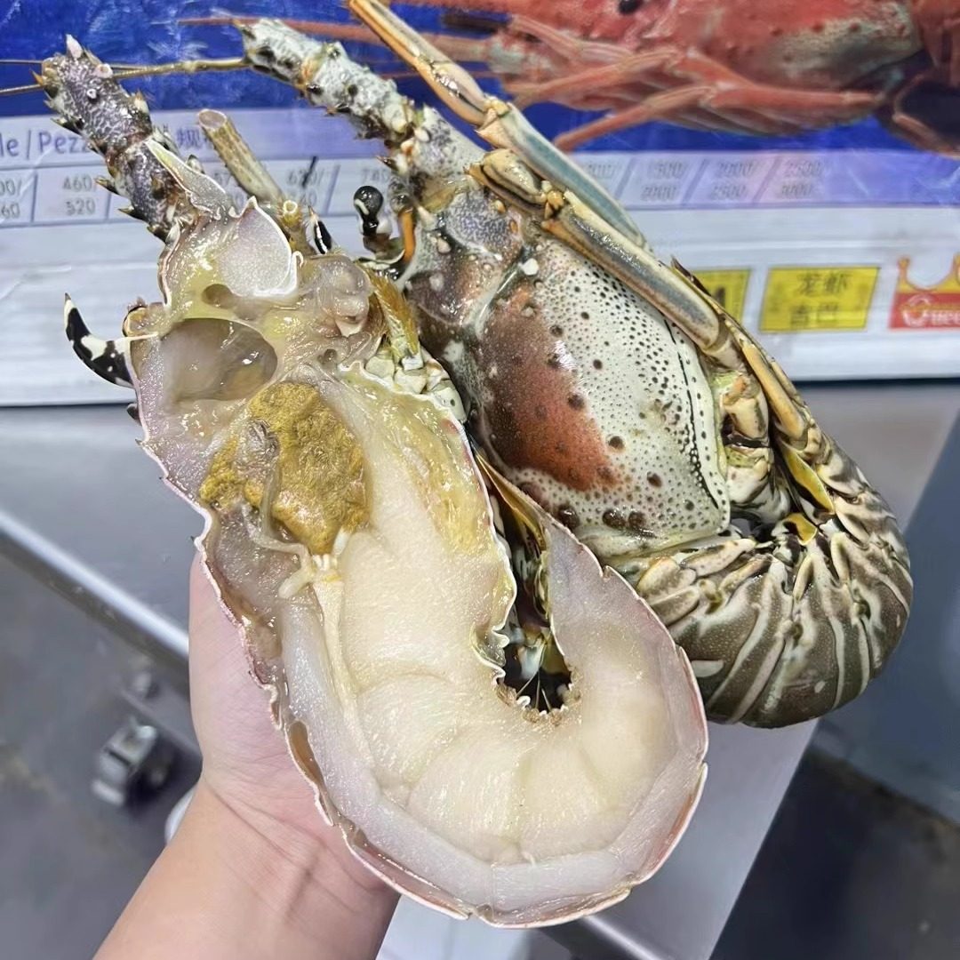 【酒店批发】古巴龙野生大龙虾整只澳龙速冻10kg8-15头