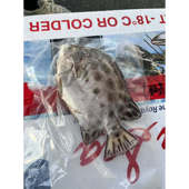 3斤金鼓鱼新鲜海钓深海鱼金午鱼冷冻斑点鱼海捕生鲜水产