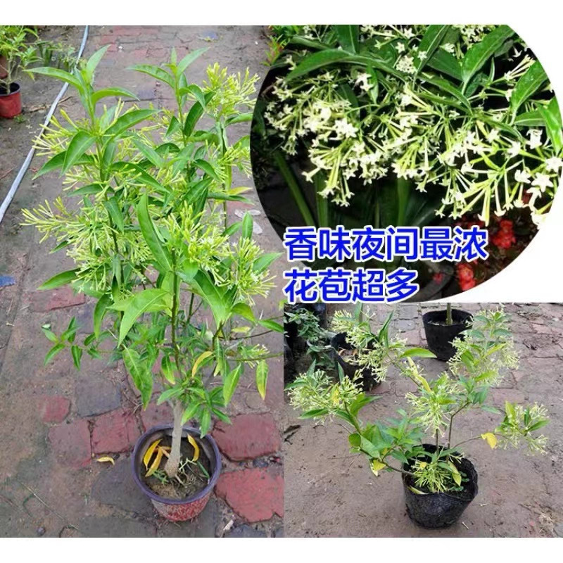 夜来香花树苗九里香夜来香盆栽花卉植物室内驱蚊花苗浓香四季开花 鲜花速递/花卉仿真/绿植园艺 时令草本花卉 原图主图