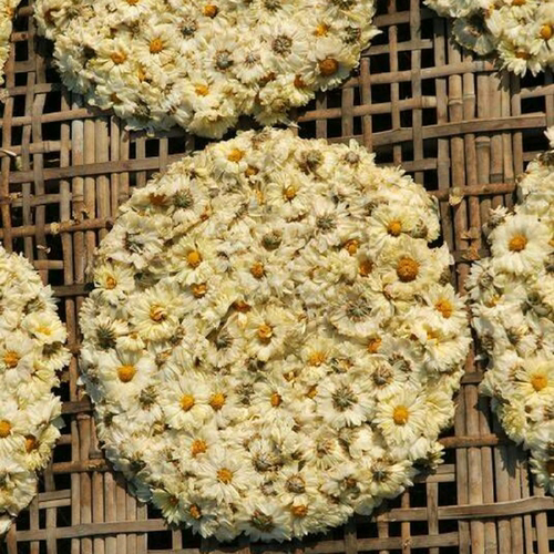 湖北麻城菊花菊饼农家种植