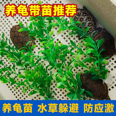 造景装饰仿真塑料水草