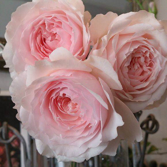 美咲misaki 日本灌木月季 花量大 枝条细软