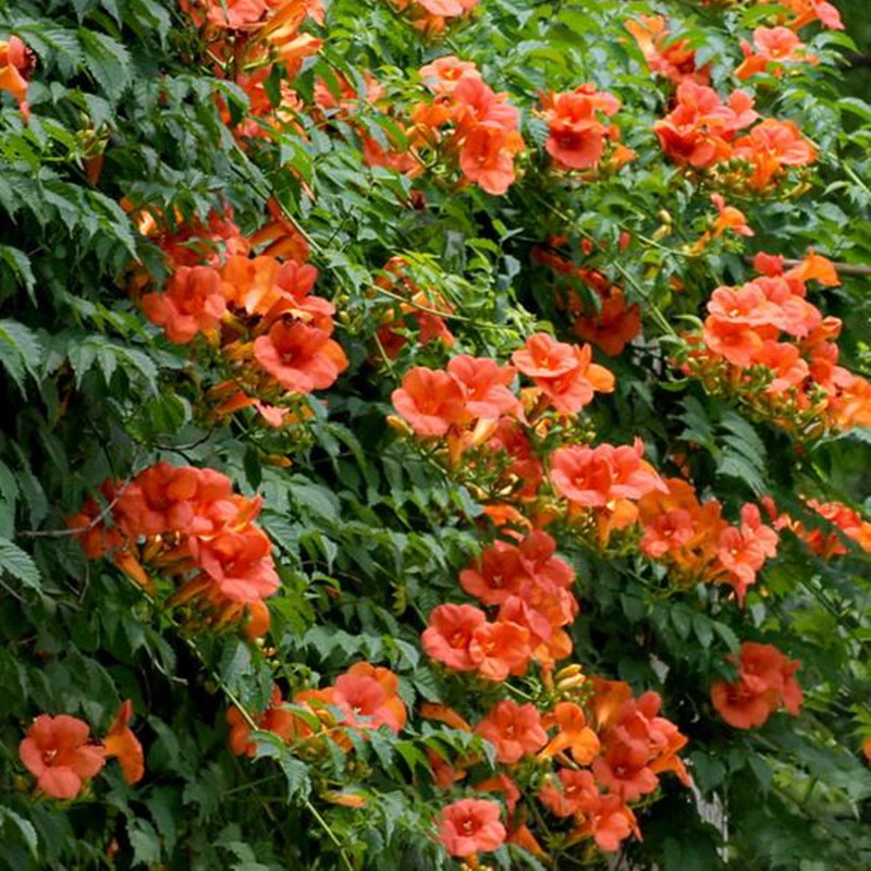 庭院木本植物爬山虎紫藤凌霄花苗