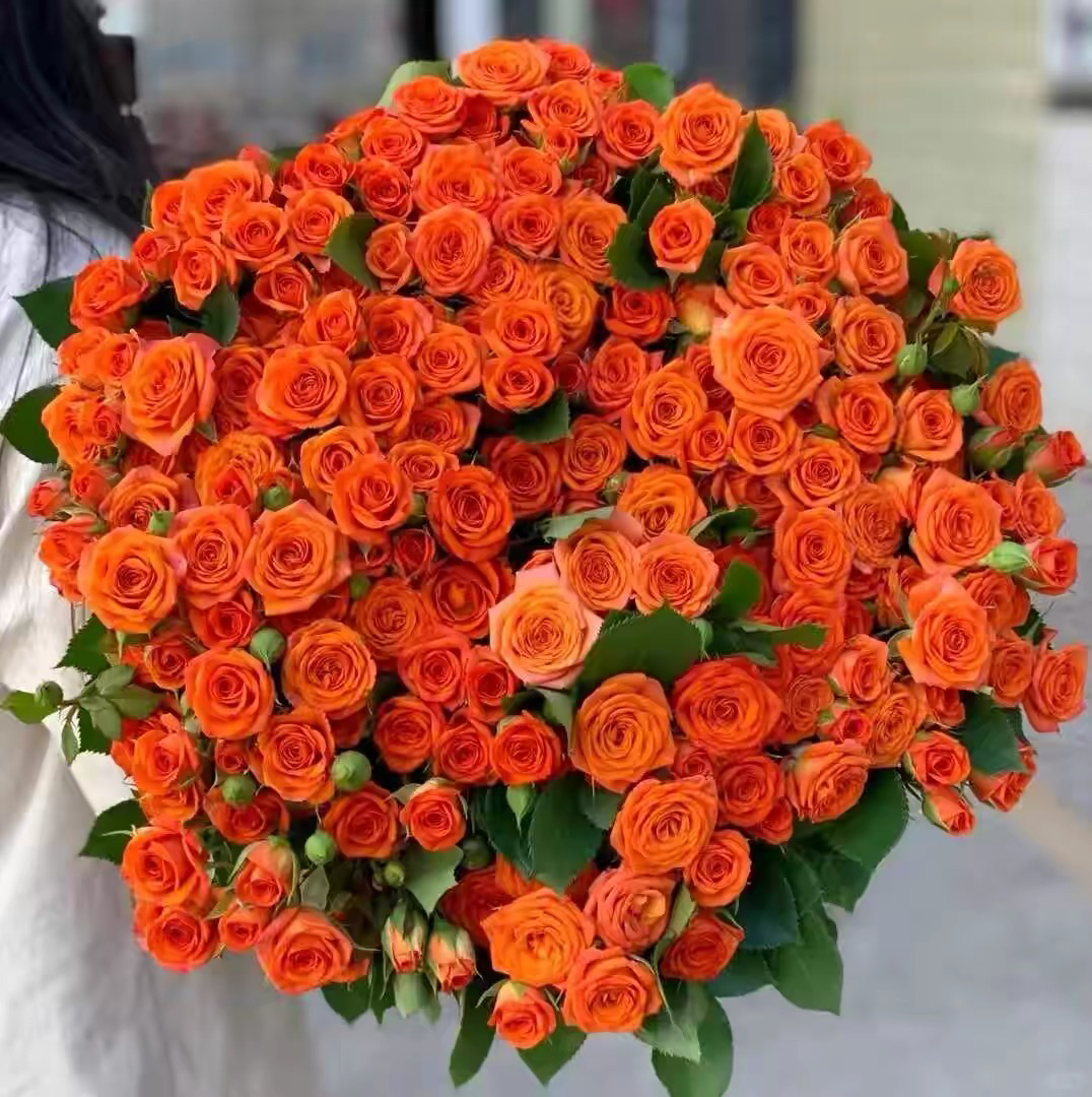 橙色芭比 多头玫瑰鲜花 切花月季勤花 四季花苗 盆地栽 四季开