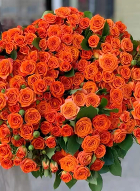 橙色芭比 多头玫瑰鲜花 切花月季勤花 四季花苗 盆地栽 四季开