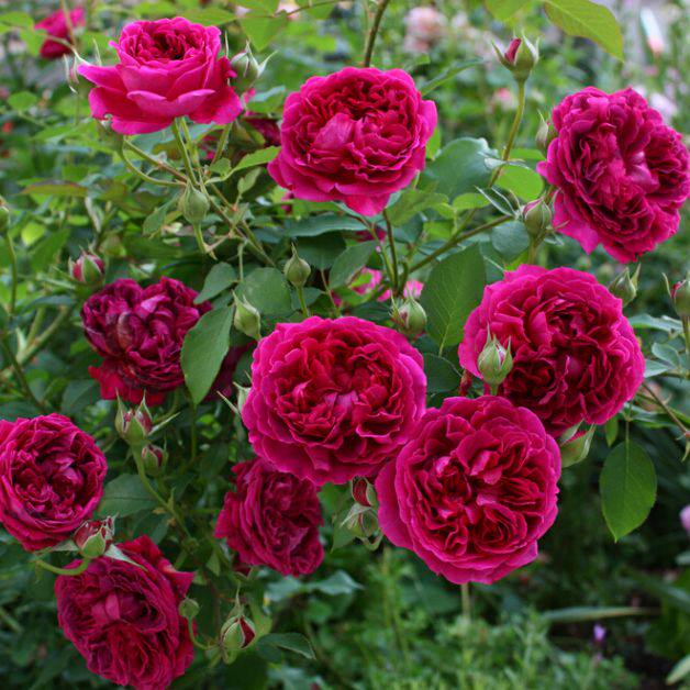 钱家花园欧洲攀援花卉爬藤月季威廉莎士比亚2000月季花藤本月季植