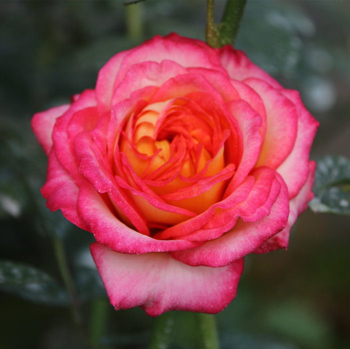 经典大花品种复色月季 花魂 浓香品种多季节重复盛开玫瑰花