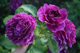 【特价】比利时（密涅瓦） 月季  欧月   大花