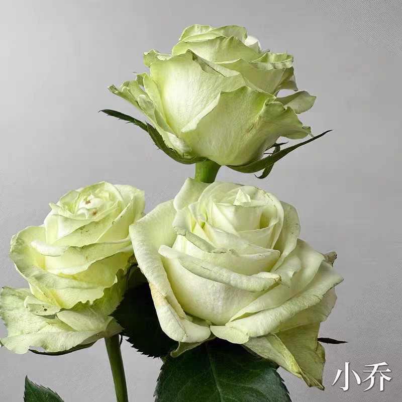 小乔月季新品种灌木切花玫瑰奶绿色小卷边耐开花瓣厚实中苗原盆,鲜花速递/花卉仿真/绿植园艺,月季/蔷薇/玫瑰,淘宝优惠券,粉丝福利购,淘宝优惠卷
