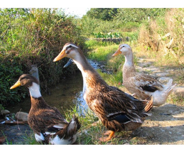 农村散养土鸭子农家放养活体现杀青绿头麻鸭老清水鸭新鲜真空鸭肉