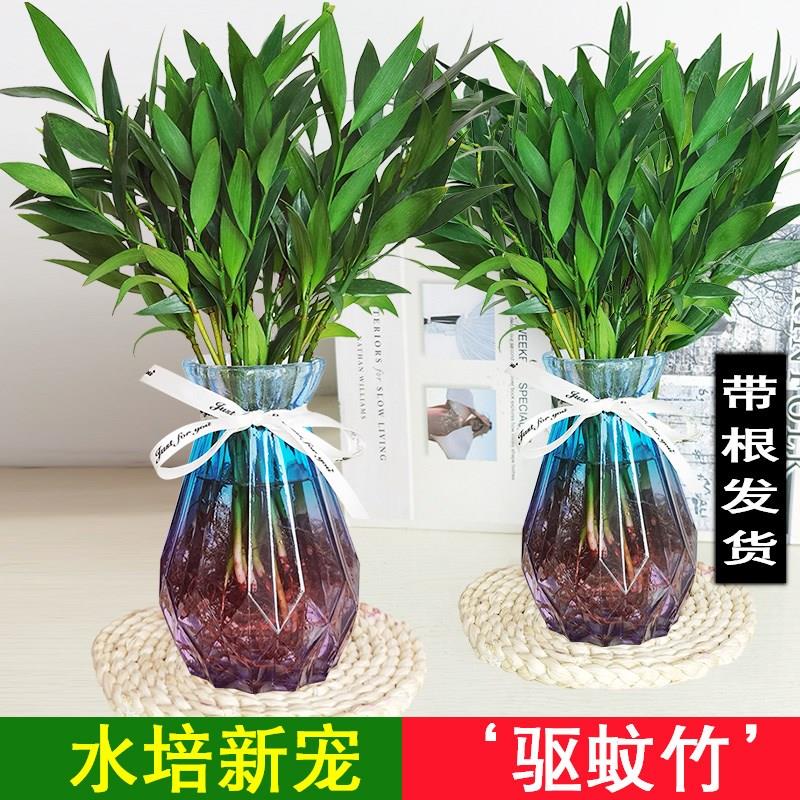 冲量水养植物花卉发财树富贵竹水培绿萝竹绿植室内盆栽植物驱蚊花