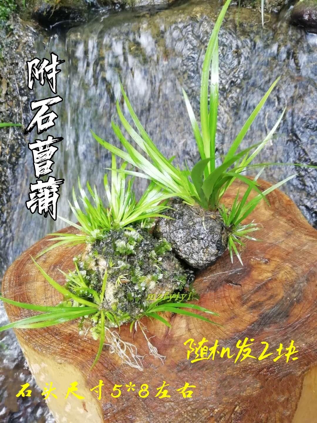 冲量附石菖蒲水培植物微景观绿植龙根附石盆景昌蒲草水生缸龟缸造