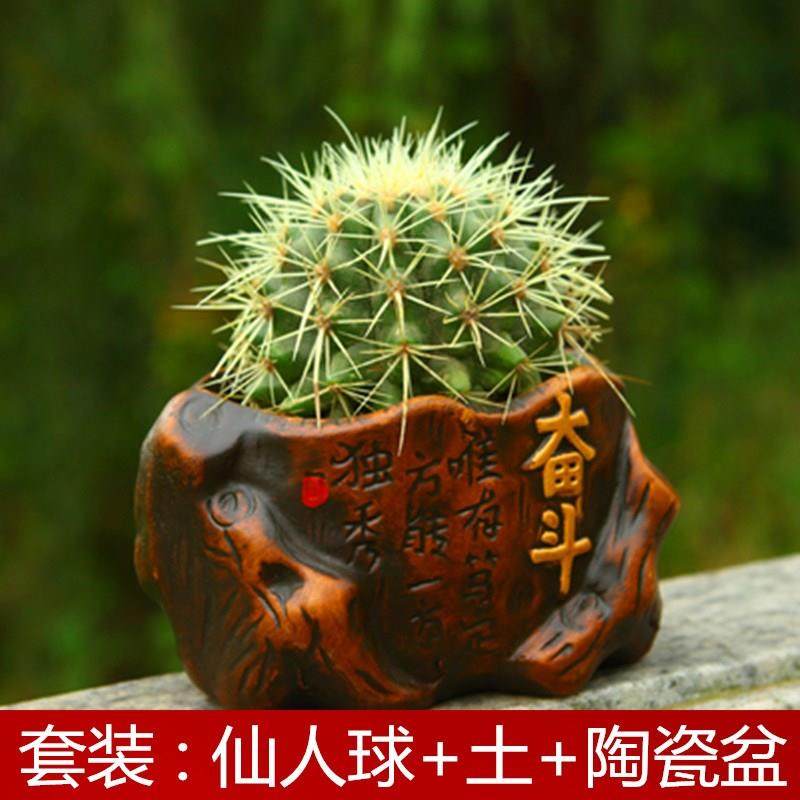 冲量办公室 阳台仙人球彩色多肉植物盆栽花卉 仙人掌办公室盆景小