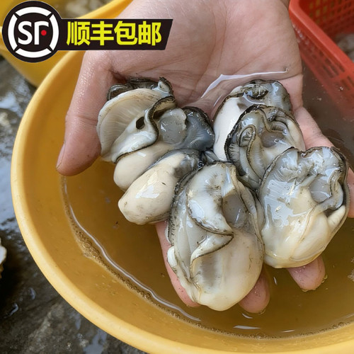 3斤起顺丰包邮生蚝肉鲜活现剥新鲜去壳海鲜牡蛎肉500g