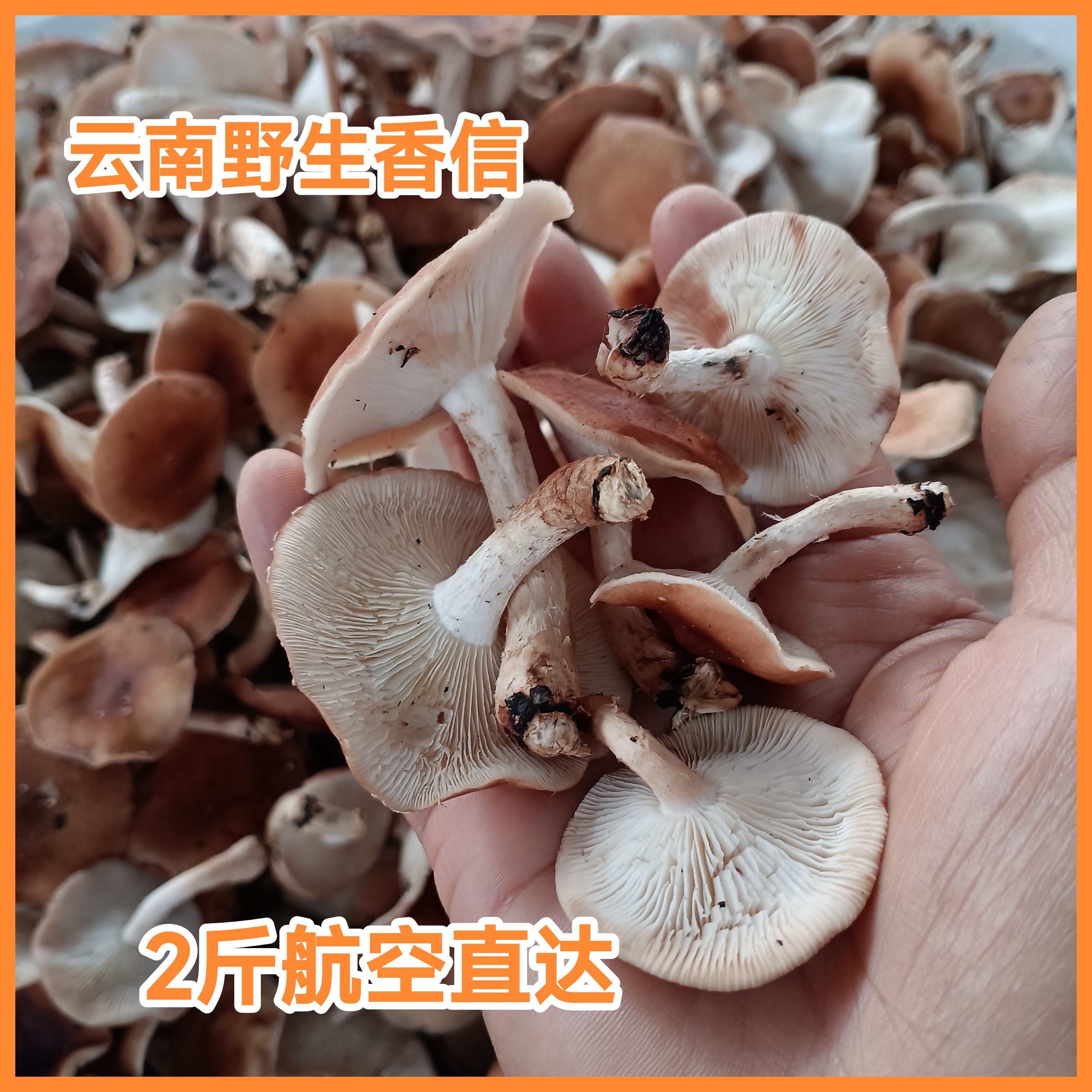航空2斤新鲜香蕈香信云南野生小香菇香杏非人工香菇食用菌菇丑菇