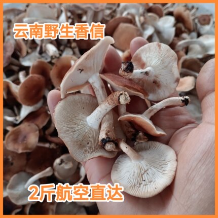 航空2斤新鲜香蕈香信云南野生小香菇香杏非人工香菇食用菌菇丑菇