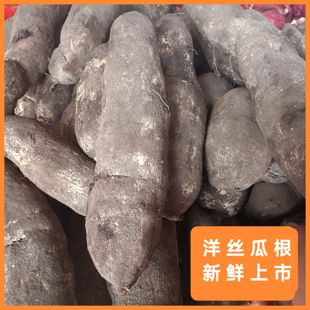 德宏洋丝瓜根杨瓜根佛手瓜根新鲜蔬菜养生菜煲汤小炒 非云南山药