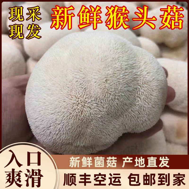 新鲜猴头菇2斤现摘古田特产猴菇养胃煲汤新鲜菌菇鲜猴头菇野生菌