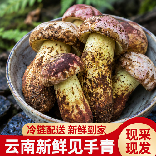云南野生白葱牛肝菌见手青