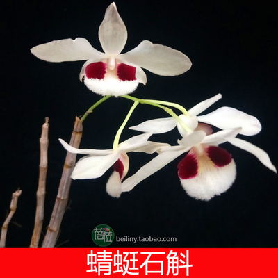 蜻蜓石斛高大石斛品种开花大