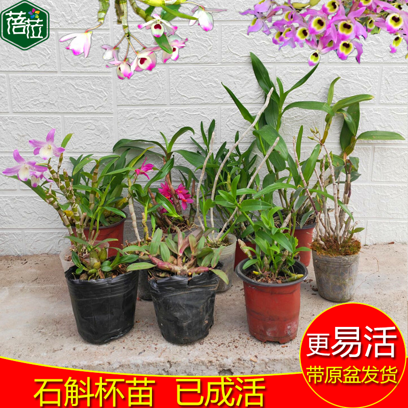 石斛杯苗已成活玫瑰报春广东肿节鼓槌蜻蜓黄贝壳铁皮美丽麝香檀香