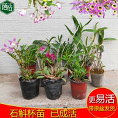 石斛杯苗已成活玫瑰报春广东肿节鼓槌蜻蜓黄贝壳铁皮美丽麝香檀香