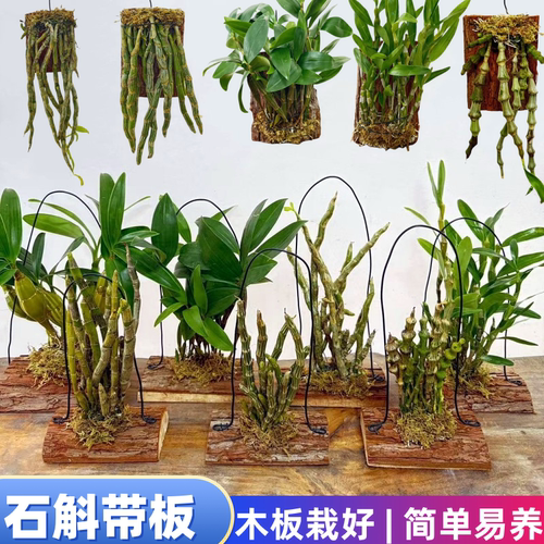 石斛盆栽木板栽好吊兰花附生植物