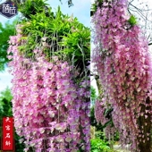 天宫石斛瀑布花墙粉色花兰花附生兰食用吊养挂盆栽盆景