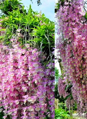 天宫石斛粉色花兰花附生兰食用