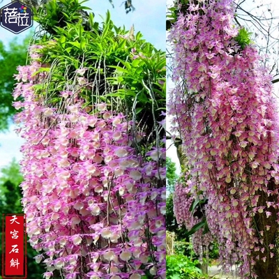 天宫石斛粉色花兰花附生兰食用