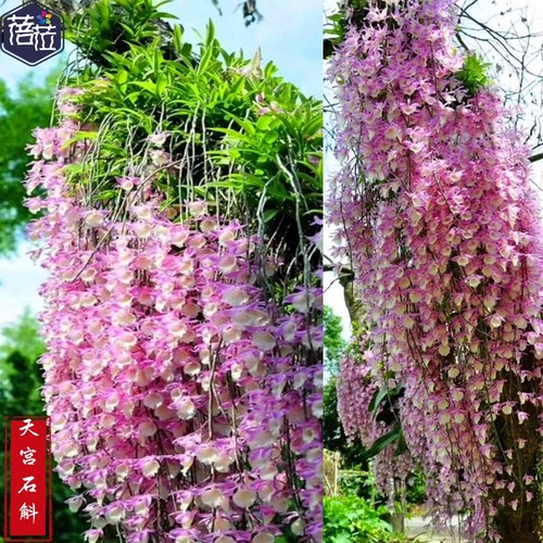 天宫石斛粉色花兰花附生兰食用