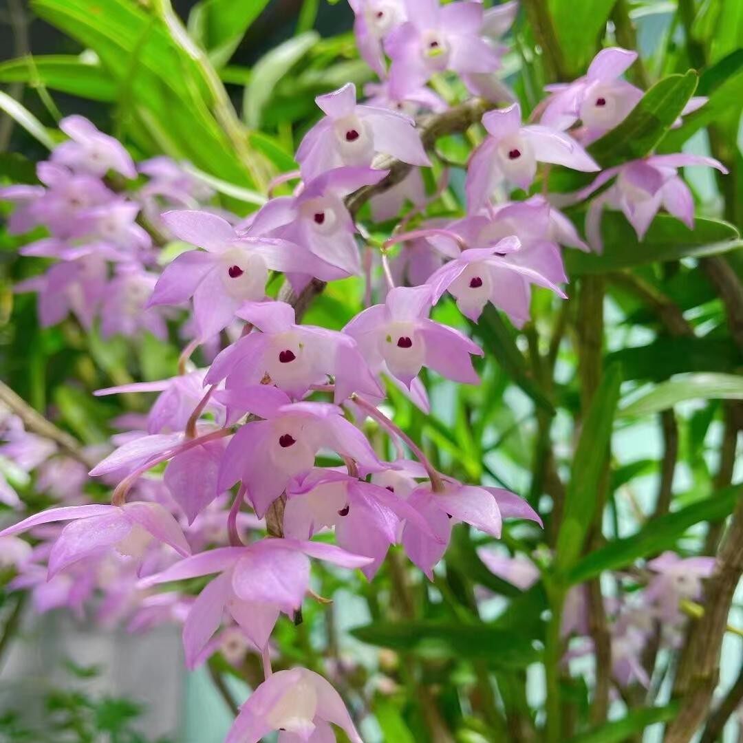 云南重唇石斛 枫斗 粉色花 乖巧可爱 常年带叶 洋兰吊兰花 花期长