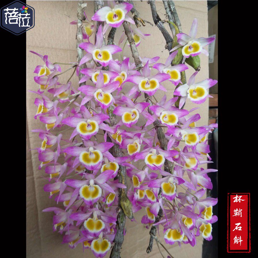 杯鞘石斛 像黄贝壳  瀑布花开花漂亮花期长非常好养 吊兰盆栽盆景