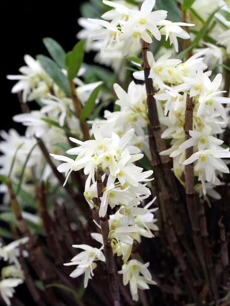铜皮石斛 枫斗  不是铁皮石斛 白色花 带香味 药用植物细茎类石斛