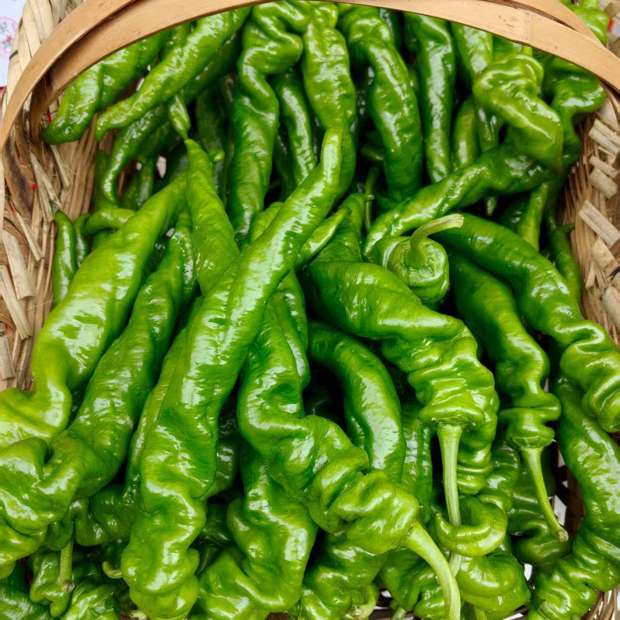 贵州本地新鲜薄皮青椒辣椒农家自种微辣新鲜蔬菜软皮青椒现摘现发