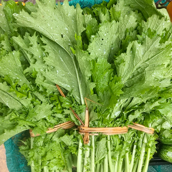 贵州农家自种青菜芥菜新鲜香芥菜青菜苗可做泡菜炒牛肉现摘现发