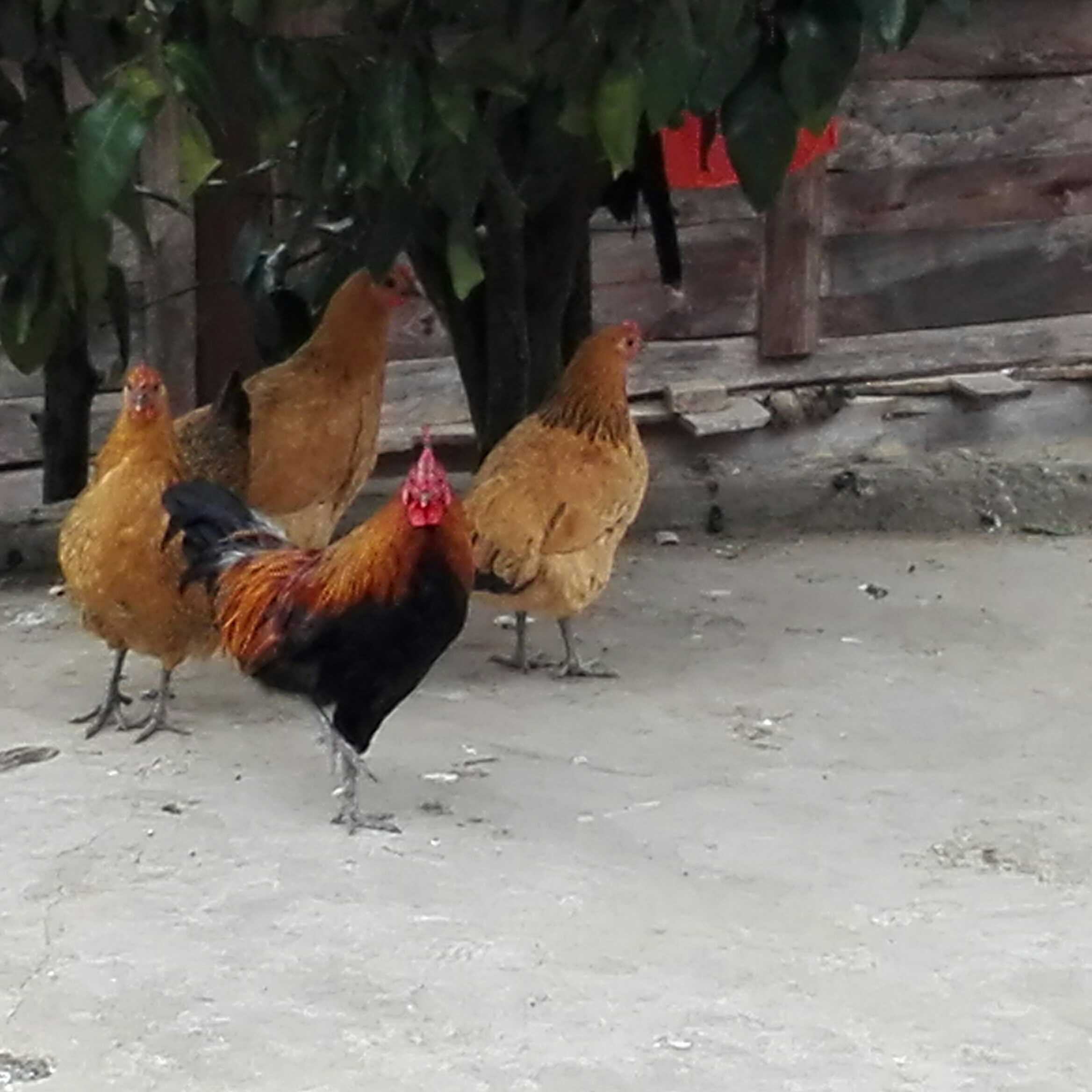 贵州农家散养老母土鸡大公鸡走地鸡月子鸡笨鸡1年以上空运包邮