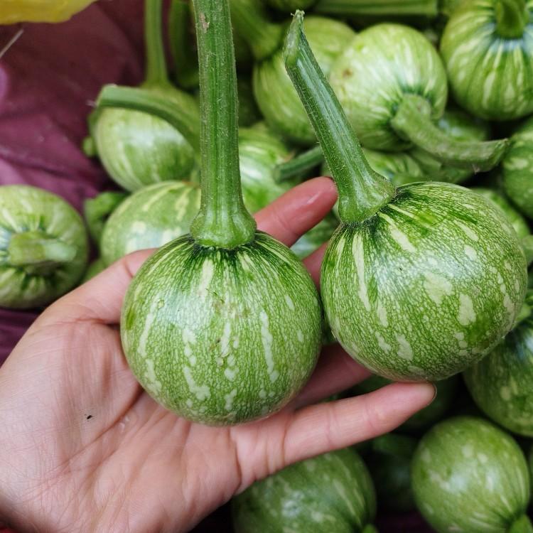 贵州农家自种小南瓜新鲜小瓜