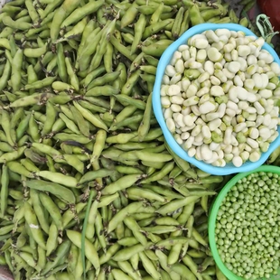 新鲜带壳蔬菜现摘发货 贵州农家自种蚕豆罗汉豆胡豆佛豆青豆荚当季