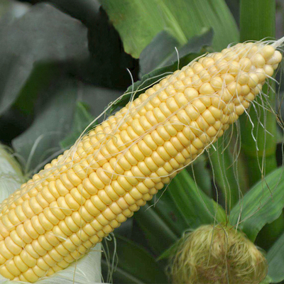 贵州农家水果甜玉米新鲜现摘