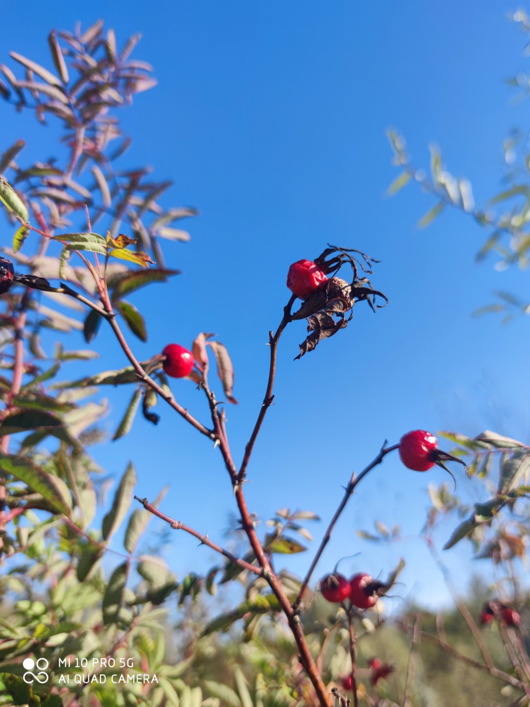 野生玫瑰果蔷薇果新货刺玫果大兴安岭纯野生玫瑰果250克一件包邮