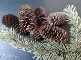 松塔壳天然家居装饰田园风格手工制作材料创意DIY天然摆件松果