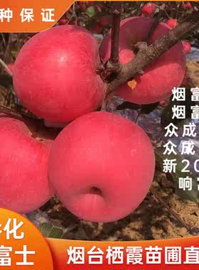 烟台栖霞乔化红富士苹果树苗地栽盆栽烟富响富众成一号众成三号