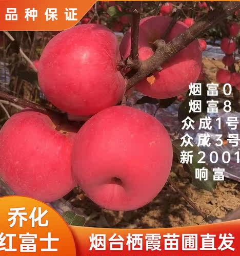 烟台栖霞乔化红富士苹果树苗地栽盆栽烟富响富众成一号众成三号