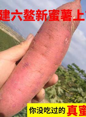 西瓜红六鳌红蜜薯苗秧地瓜藤种子兔草绿化吃叶山芋紫薯番薯叶苕尖