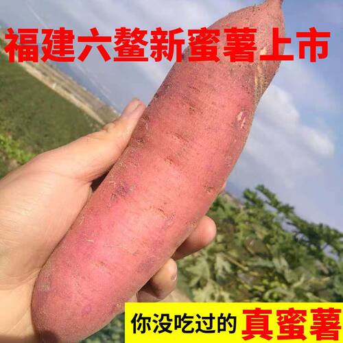 西瓜红六鳌红蜜薯苗秧地瓜藤种子兔草绿化吃叶山芋紫薯番薯叶苕尖